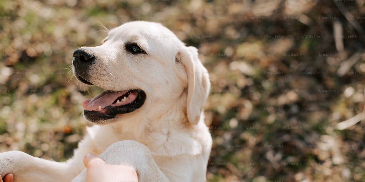 White retriever puppy giving its paw to a hand